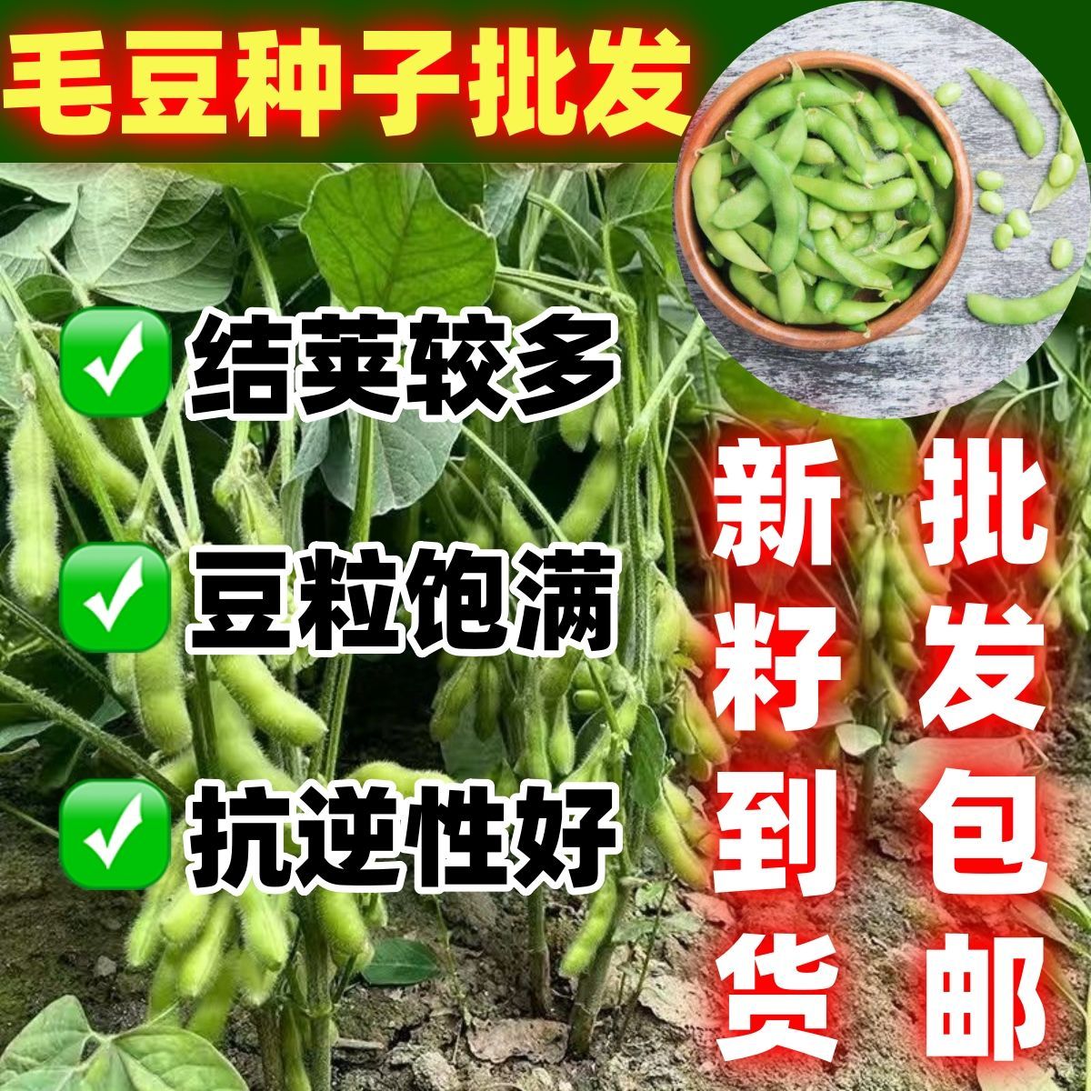 鲜食毛豆种子农家老品种图片