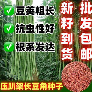 压趴架长豆角种子无筋高产豇豆四季早熟蔬菜抗虫抗病豇豆包邮