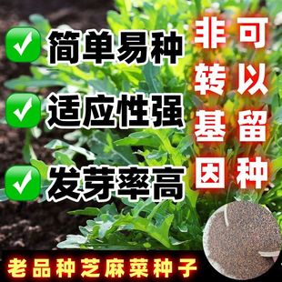 老品种芝麻菜种子四李高产小叶香籽种耐基农田阳台小青菜籽盆栽