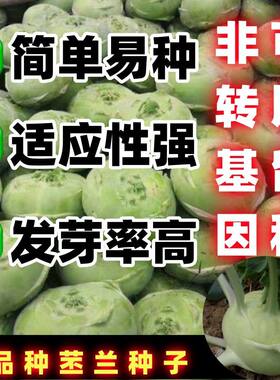 老品种四季水果苤兰种子