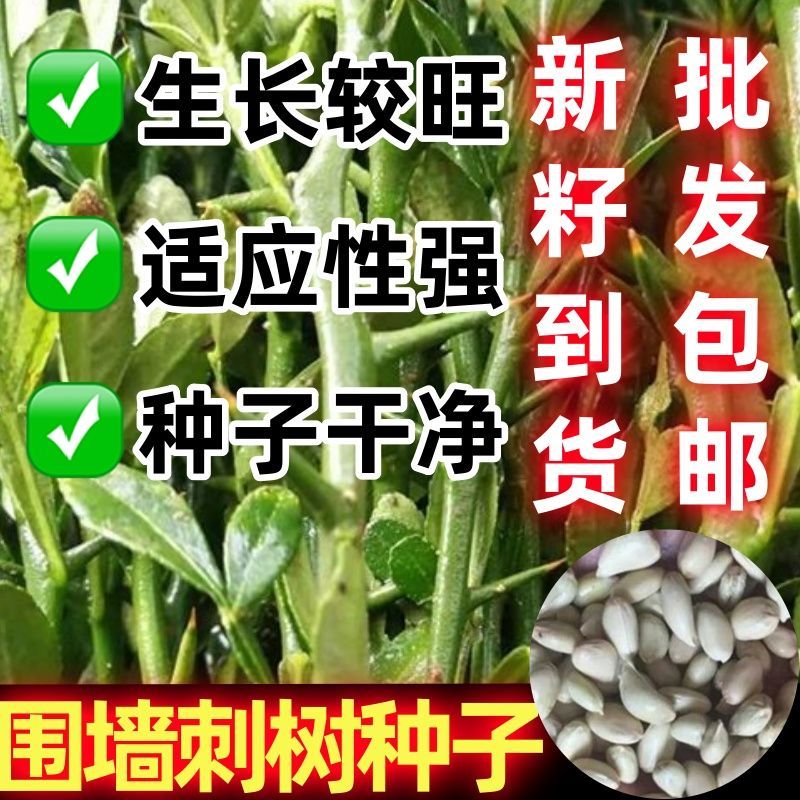围墙刺树种子铁篱笆荆棘
