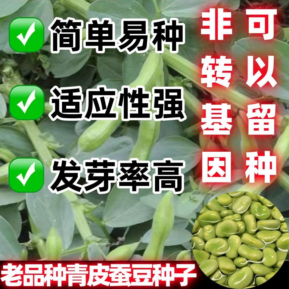 老品种青皮蚕豆种子自种