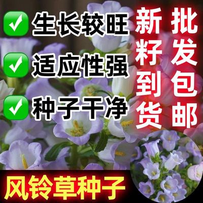 风铃草花种子高颜值精美