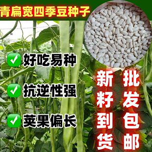宽扁四季豆简单易种青芸豆种子绿芸豆宽荚播包邮蔬菜种籽