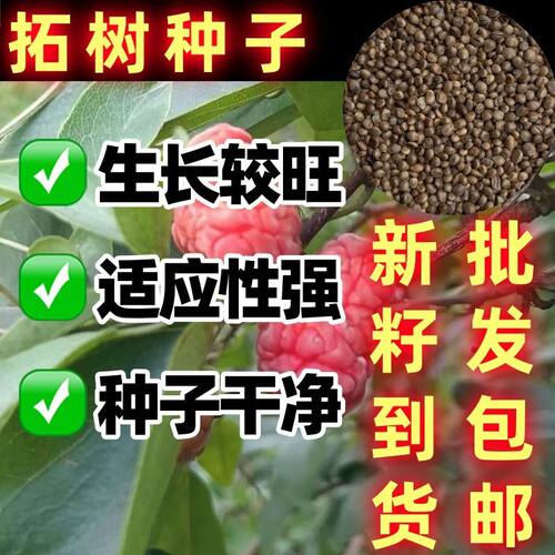 柘树果种子中药材实酵素