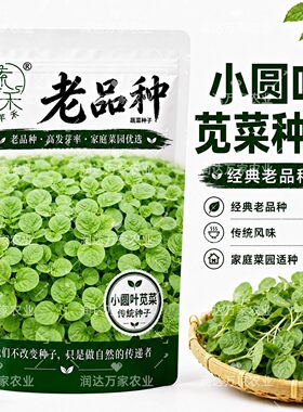 叶苋子种子基因小圆菜院