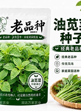 老油种子留子苋种籽菜品