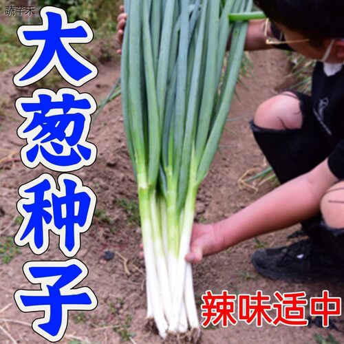 自留种老品葱铁耐章杆四