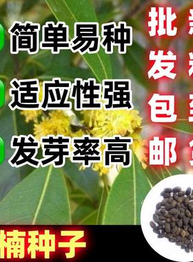 新采正宗金丝楠木树桢楠