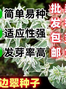 银边翠种子花卉花草多年