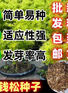 金钱松种子双轮果林木种
