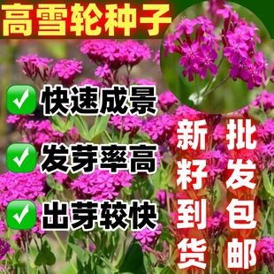 高雪轮种子花卉种子美人草高雪轮草花种子耐寒耐旱容易栽培