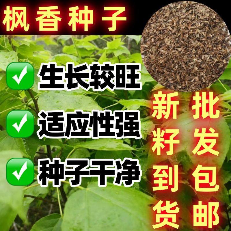 枫香种子林木种籽四季多年生景观树行道树观叶种子花卉简单易种