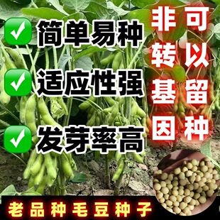 老品种毛豆种子软糯清香型抗病抗早绿心非转基因高产千斤大豆种