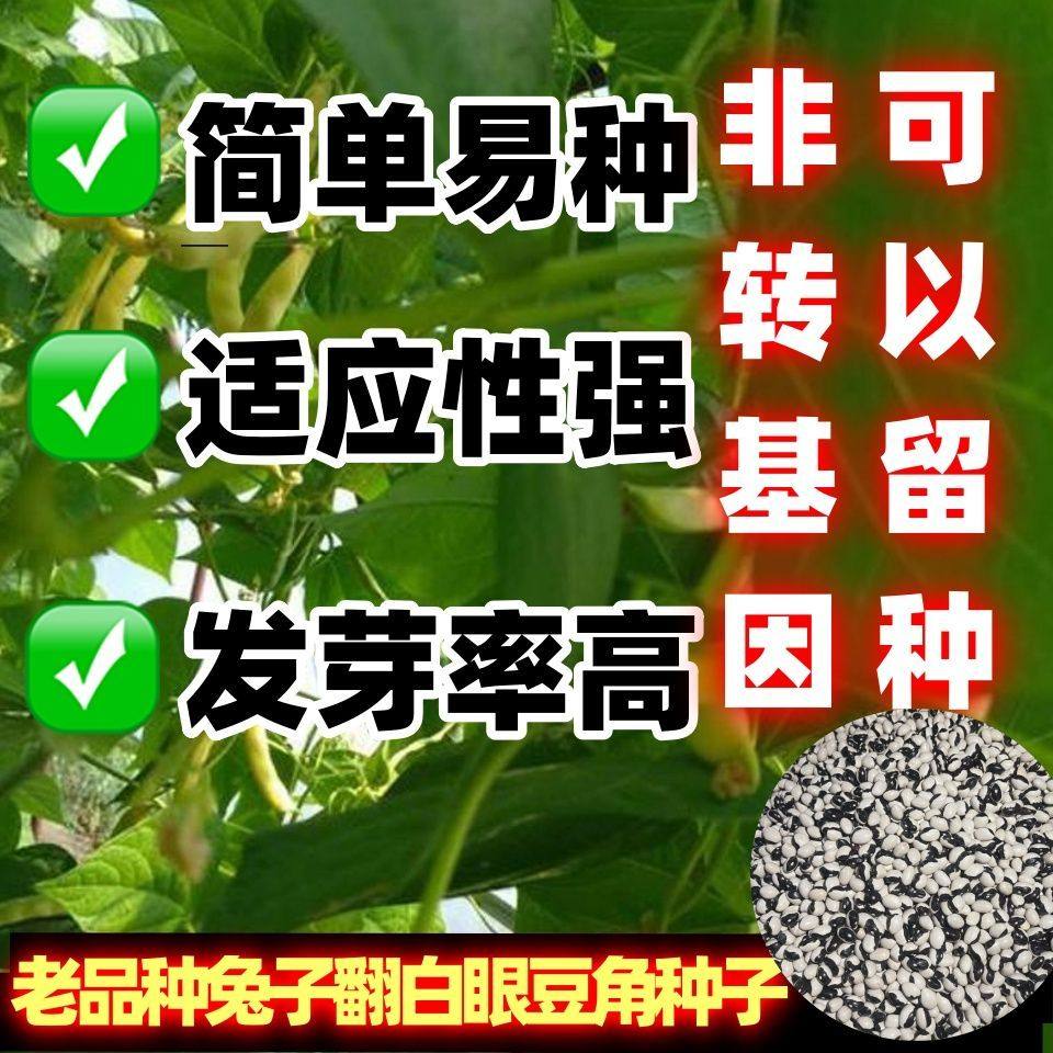 老品种兔子翻白眼豆角面