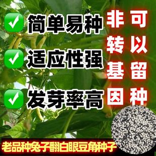 老品种兔子翻白眼种子豆角种子面豆豆角种子无筋无柴鼓豆豆角种子