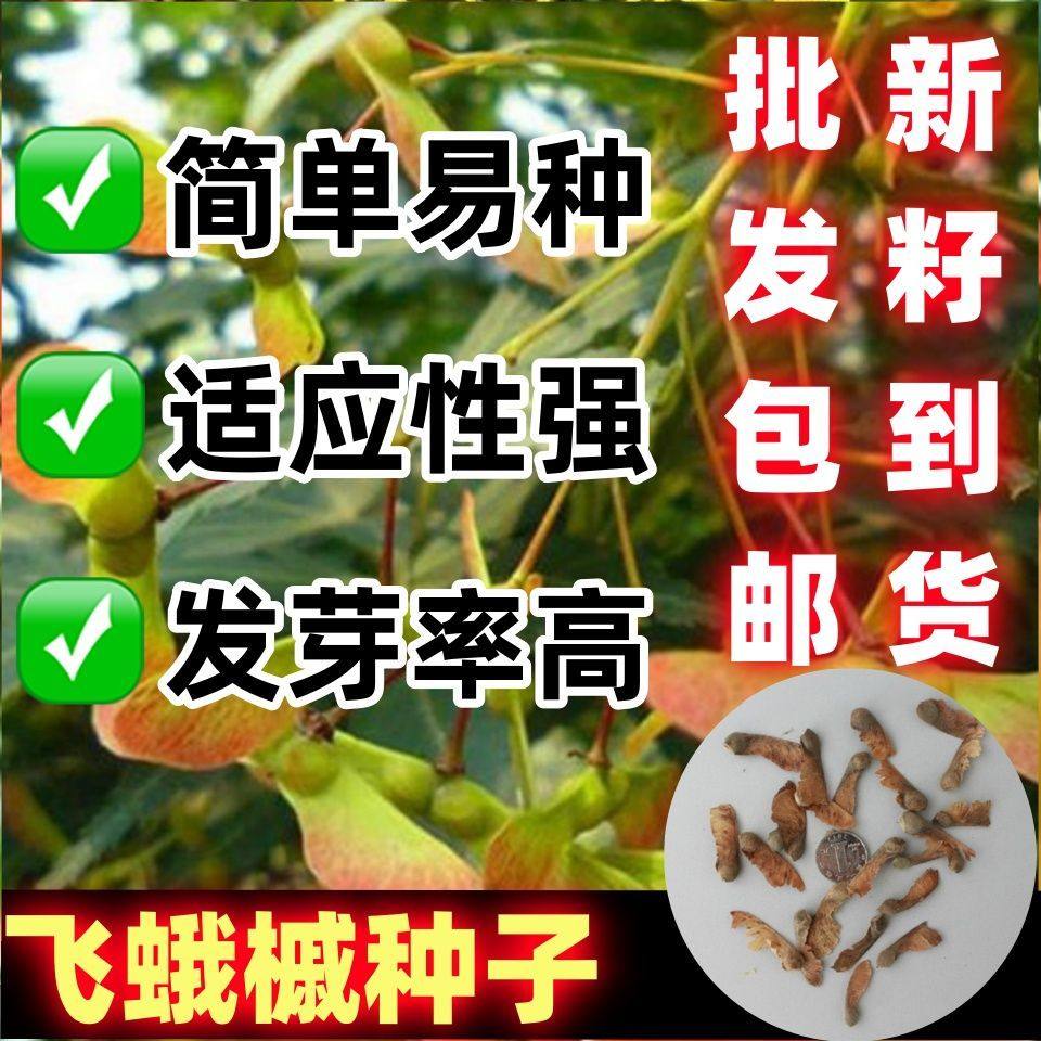 林木种子飞蛾树娥槭三裂