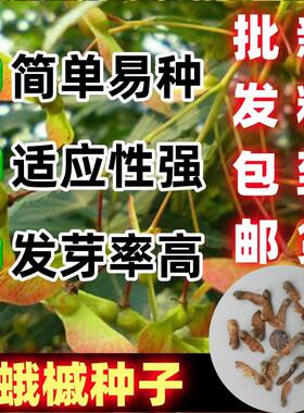 林木种子飞蛾树娥槭三裂