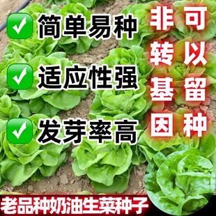老品种奶油生菜种子夏季耐热阳台盆栽蔬菜种籽农家玻璃生菜种子