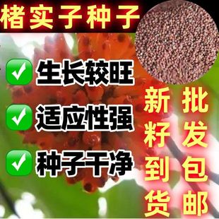 构树种子用处广泛构桃树构乳树楮树沙纸树谷木谷浆茎秆粗壮