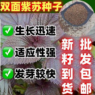 四季紫苏种籽论斤销售蔬菜种子双面紫苏种子双面紫苏种籽包邮