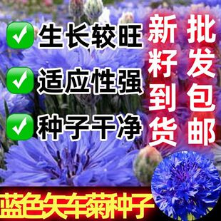 矢车菊种子绿花四季耐寒易活易种开花蓝色宝石阳台庭院盆栽花种子