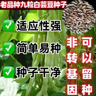 老品种九粒白芸豆种子白不老豆角种子早熟高产春秋四季豆蔬菜种籽
