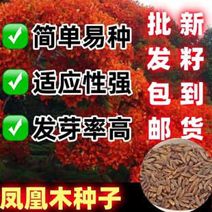 新采凤凰木种子蓝花楹种子 红花楹种子树种绿化庭院耐寒四季可播
