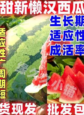 甜脆懒汉长龙西瓜苗秧带土球