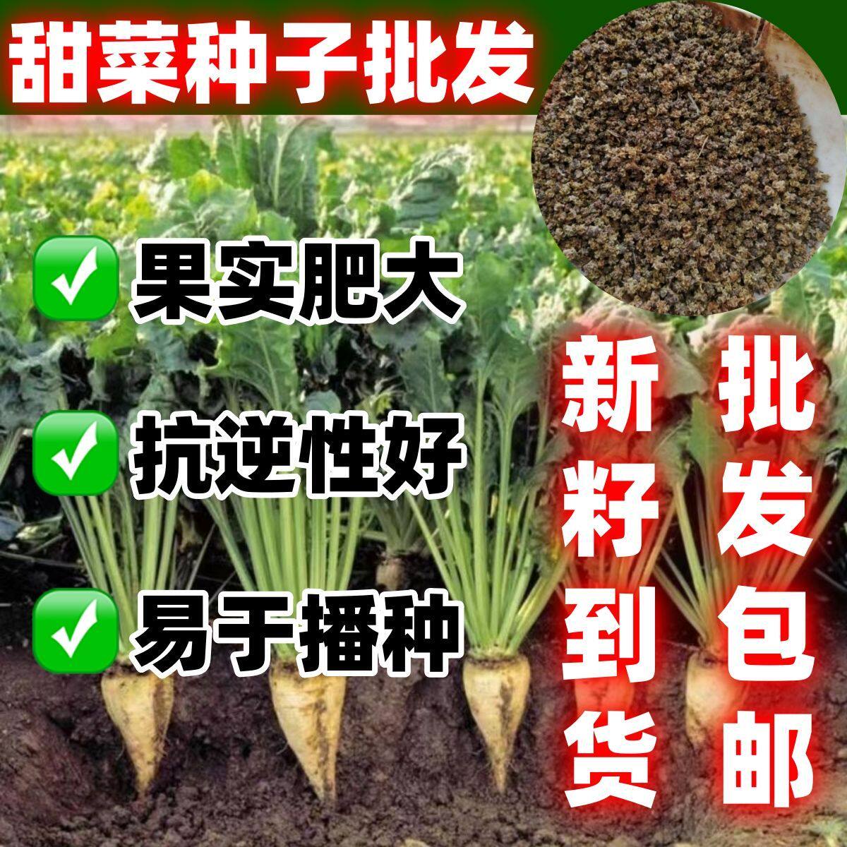 好种甜菜根种子甜菜叶子简单甜菜白色甜菜根春秋季播种糖分较多