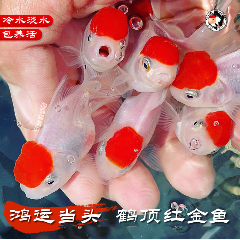 精品鹤顶金鱼红鸿运当头活冷淡水鱼苗狮头风水招财鱼好养耐活国粹