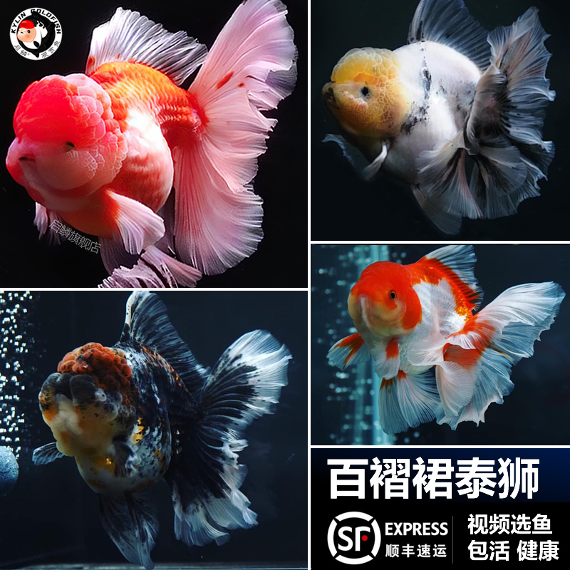精品百褶泰狮金鱼五花麒麟虎皮招财鱼活淡水鱼苗大百褶裙好养包活