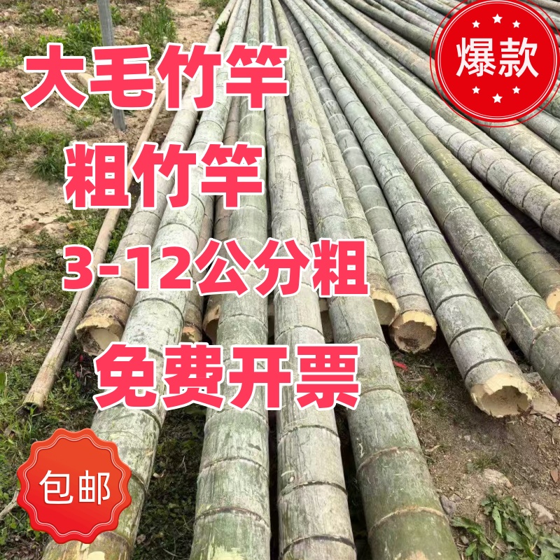 大竹杆竹竿粗毛竹细竹菜园搭架竹庭院户外农家装饰篱笆跳舞竹围栏
