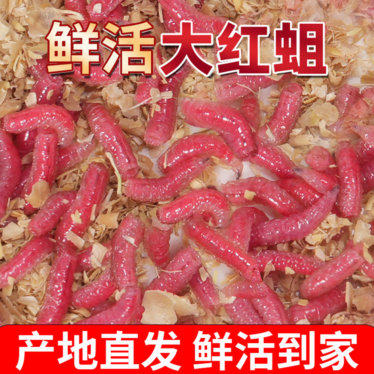 特大号鲜活体饵蛆肉蛆虫鲫鱼渔沁泉野钓红蛆虫活饵蛆牙子红虫溪流,户外/登山/野营/旅行用品,活饵/谷麦饵等饵料,淘宝优惠券,粉丝福利购,淘宝优惠卷