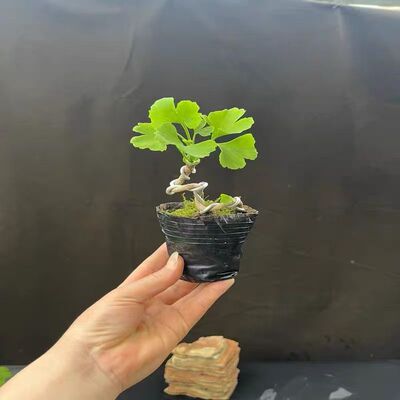 崇卉微盆景小品银杏桌面桌摆