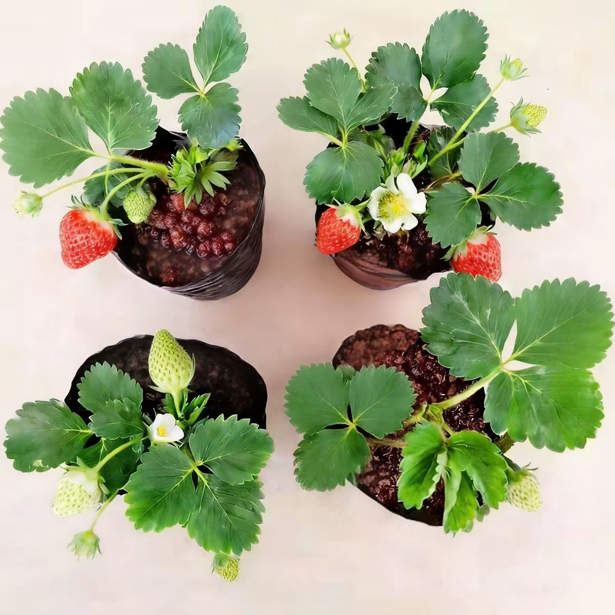 四季草莓苗红颜奶油草莓秧穴盘种植草莓盆栽当年结果新苗阳台种植