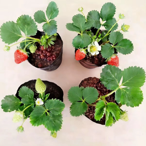红颜奶油草莓苗当年结果阳台盆栽
