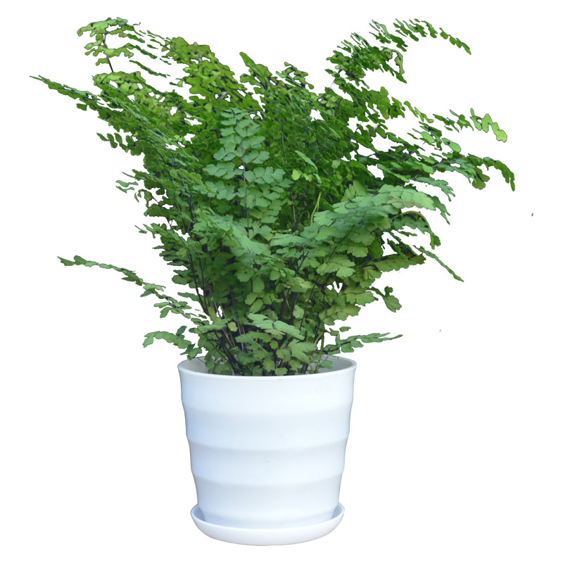 植物盆栽蕨类孢子绿铁线室