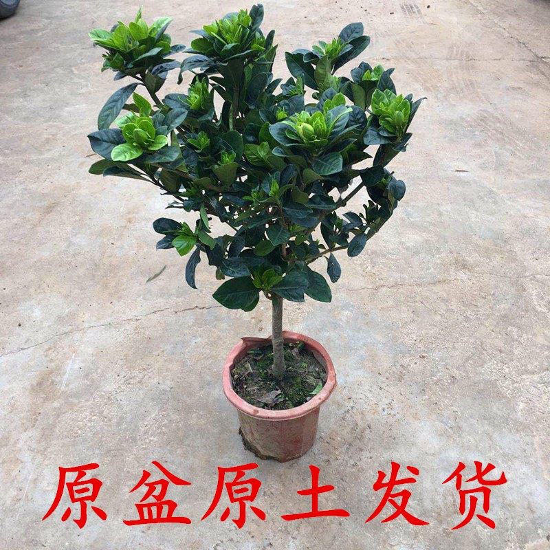 崇卉大叶牡丹栀子花盆栽带花苞枝枝花大树苗老桩四季开花浓香植物