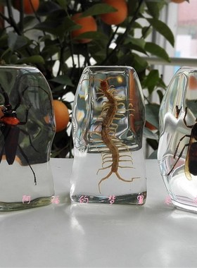 人工琥珀小摆件昆虫标本天牛蚂蚱 蜈蚣 蝉 蟑螂螃蟹书镇学生礼品