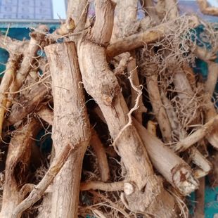 鲜接骨草野陆英中药八棱麻小接骨丹跌打扭伤风骨湿伤药材现摘