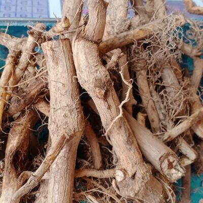 鲜接骨草野陆英中药八棱麻小接骨丹跌打扭伤风骨湿伤药材现摘