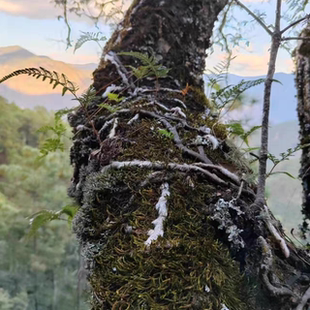 大山中草药白毛蛇上树蛇阴石蕨毛石蚕石祈蛇白毛骨碎补新鲜中药材