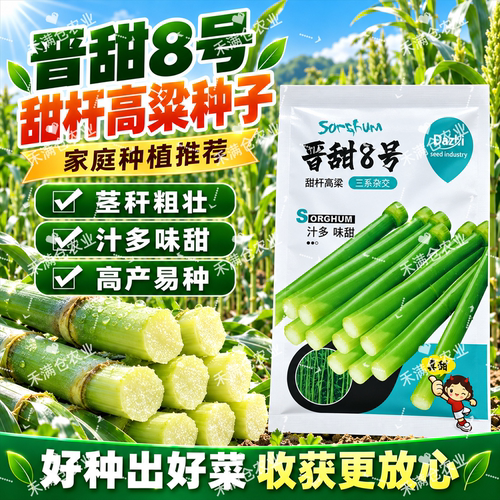 晋甜8号高粱种子甜杆茎大汁多
