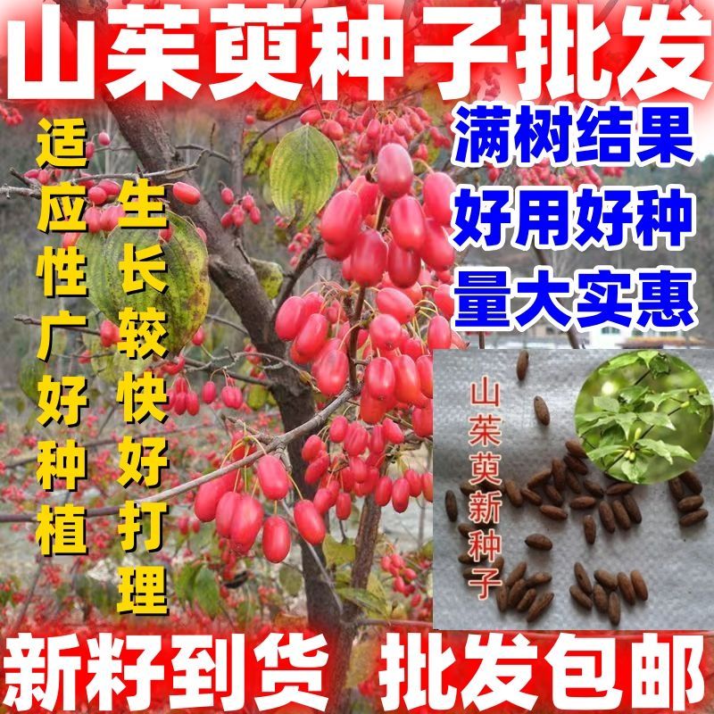 山茱萸种子包邮蜀酸枣山萸肉山芋肉山于肉多年生简单易种种子