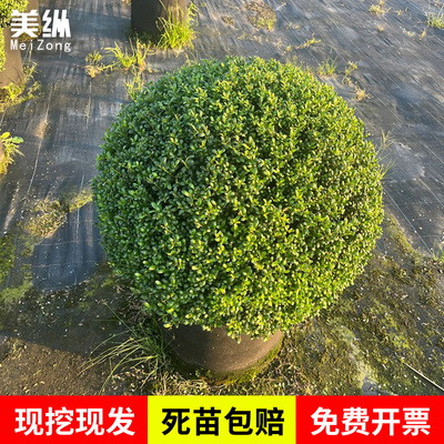 龟甲冬青树苗庭院绿化植物耐寒北海道小叶冬青球法国四季常青室外
