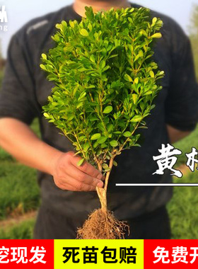 小叶黄杨苗瓜子黄杨苗四季常绿冬青苗绿化苗大叶黄杨庭院篱笆树苗