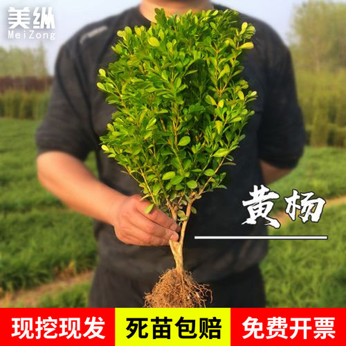 小叶黄杨苗瓜子黄杨苗四季常绿冬青苗绿化苗大叶黄杨庭院篱笆树苗