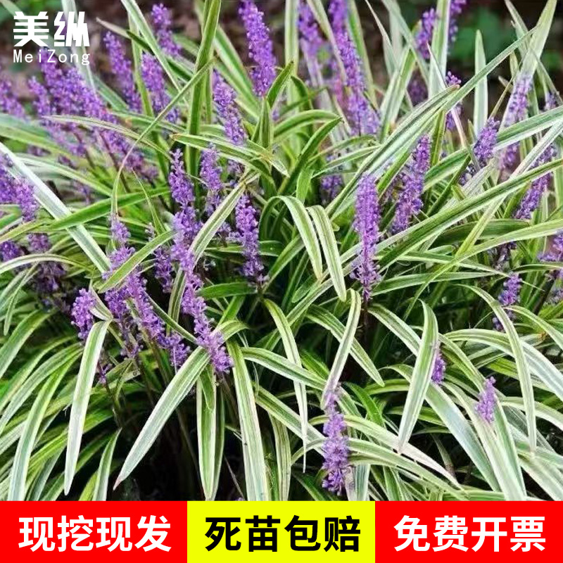 金边麦冬草书带草阔叶苗耐阴耐寒四季常青庭院植物玉龙草矮麦冬草