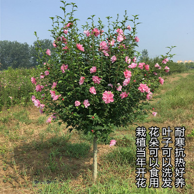 木槿花树苗可食用棒棒糖木槿花重瓣大苗阳台庭院盆栽耐寒四季开花